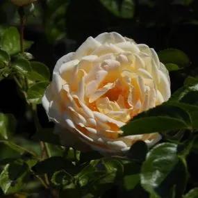 Cream Abundance Rose (Rosa Cream Abundance) 2